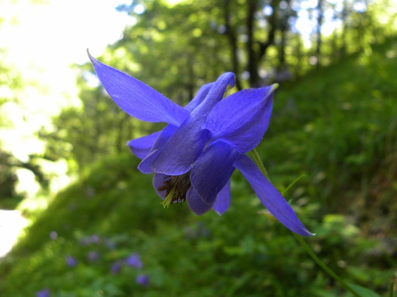 istria2009 1036.jpg - Risnjak